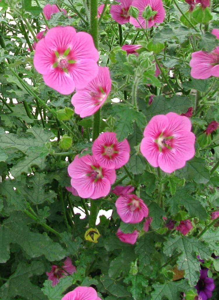 Anisodontea Capensis - Pink Cape Mallow Plant 61nH-HZSh-L._AC_SL1024_ 6