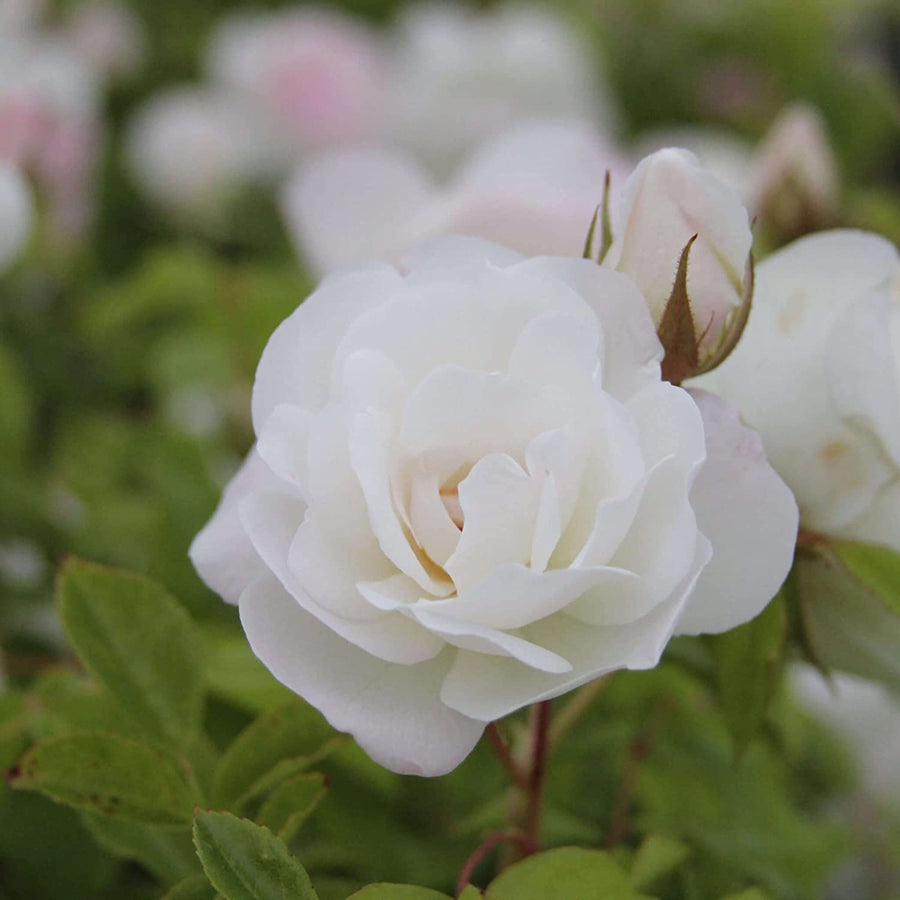 White Rose Bush - Iceberg 61nLBP--BUL._AC_SL1500_ 3