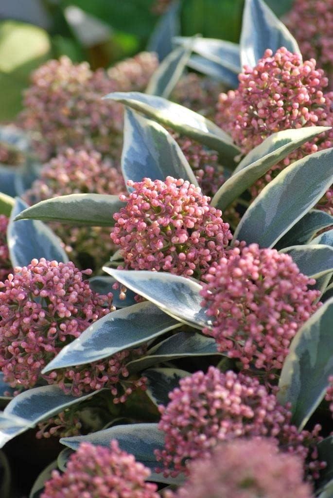 Skimmia Japonica 'Magic Marlot' - 13cm Pot Skimmia Japonica 'Magic Marlot' - 13cm Pot image2 1