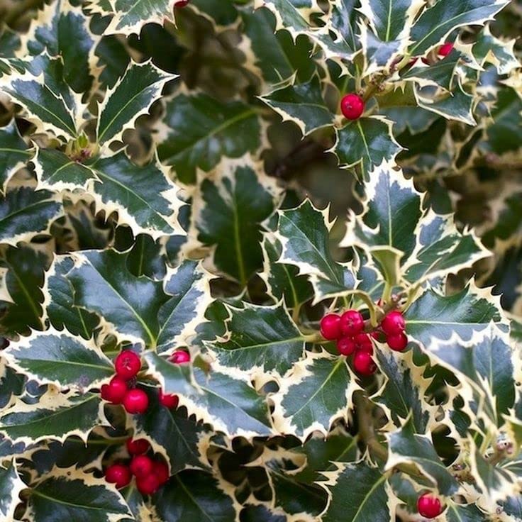 Ilex aquifolium Handsworth New Silver 61oU6IkccAL._AC_ 1