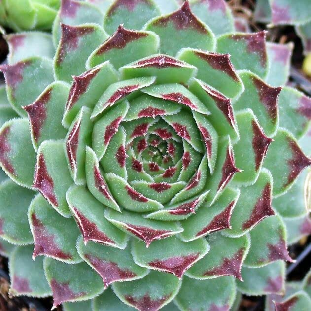 Sempervivum Mint Marvel Sempervivum Mint Marvel image1 1