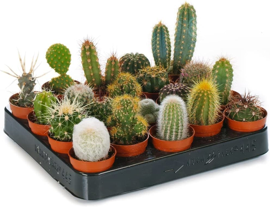 Cactus Indoor Mix 61pGATJct3L._AC_SL1000_ 2