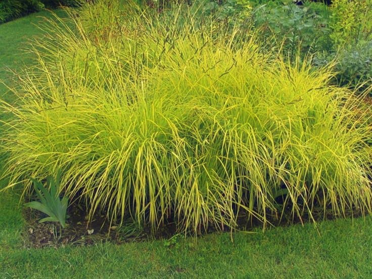 Carex Elata 'Aurea' 3 Plants 61q+7wDpZ3L._AC_ 1