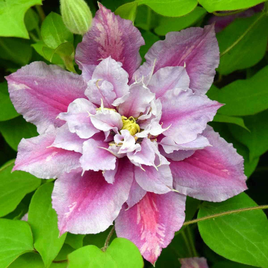 Clematis Piilu Climbing Clematis Piilu Climbing image2 2