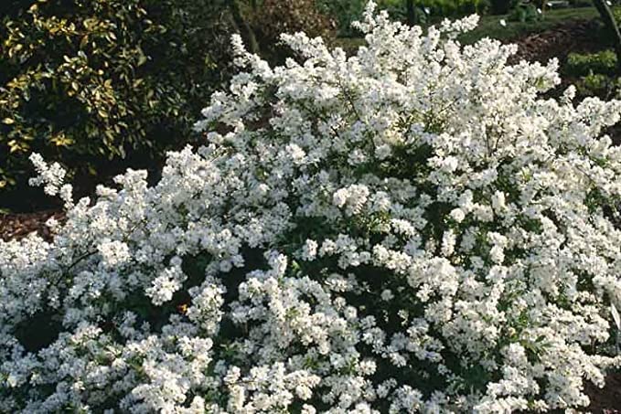 Exochorda Macrantha - The Bride Exochorda Macrantha - The Bride image2 2