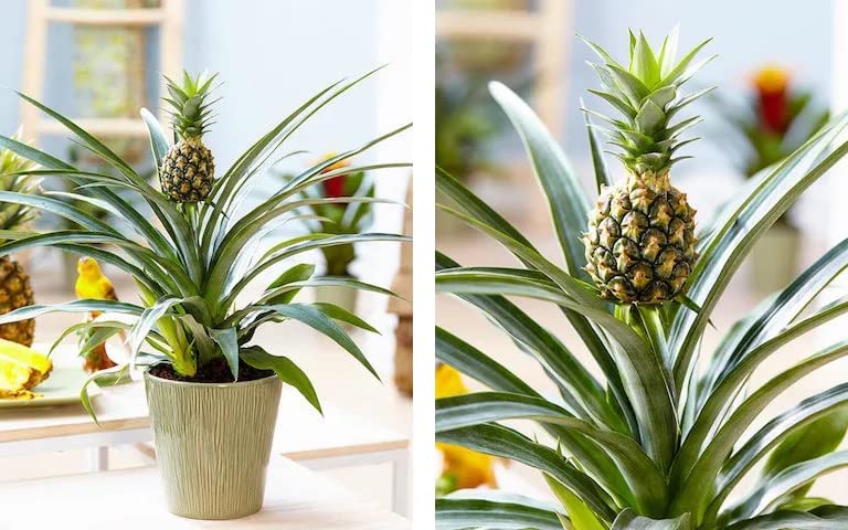 Pineapple Plant 61ry1notMzL._AC_ 3