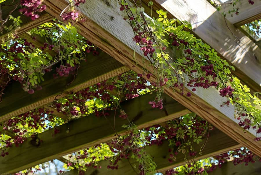 Chocolate Vine Plant Chocolate Vine Plant image1 3