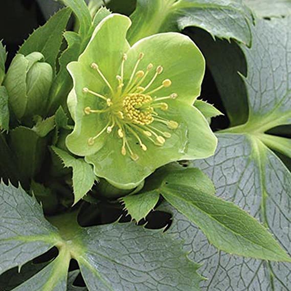 Helleborus Mix - Mixed Varieties 61s+j2LPPzL._AC_SX569_ 4