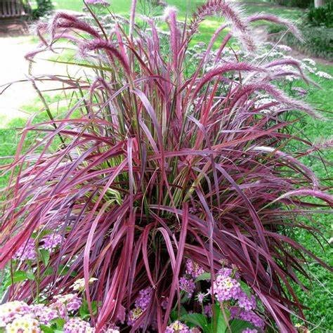 Pennisetum Cherry Sparkler 61tA35UYSFL._AC_ 3