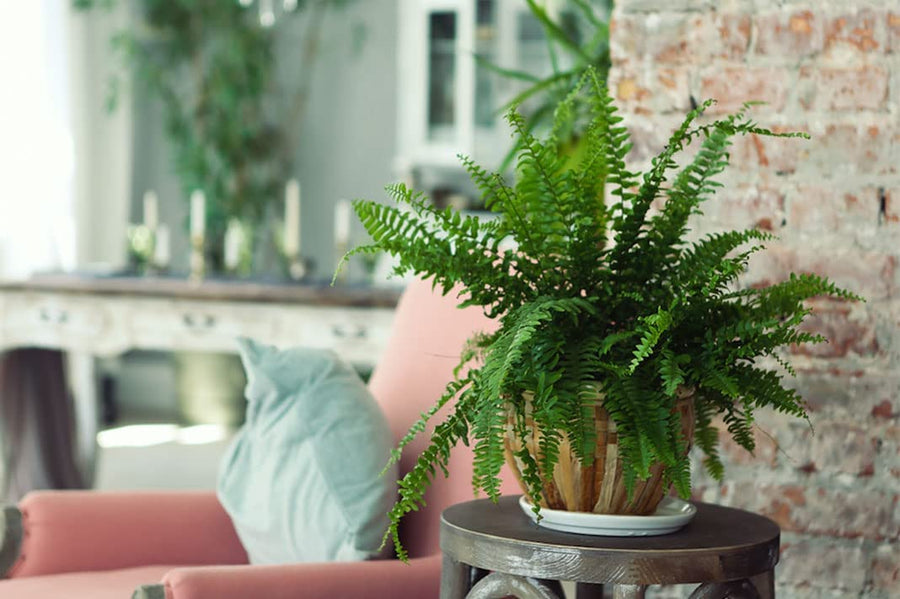Boston Fern in Hessian Gift Wrap Boston Fern in Hessian Gift Wrap image3 3