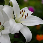 Oriental Lily Kent Bulbs  3