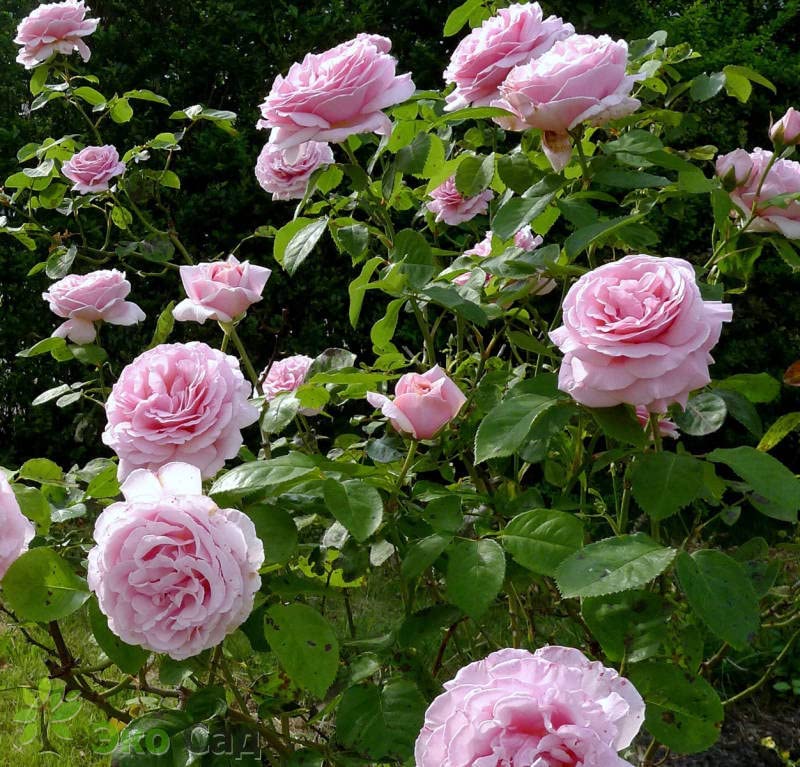 Pink Rose Bush - Frederic Mistral 61v7+8BCpjL._AC_ 1