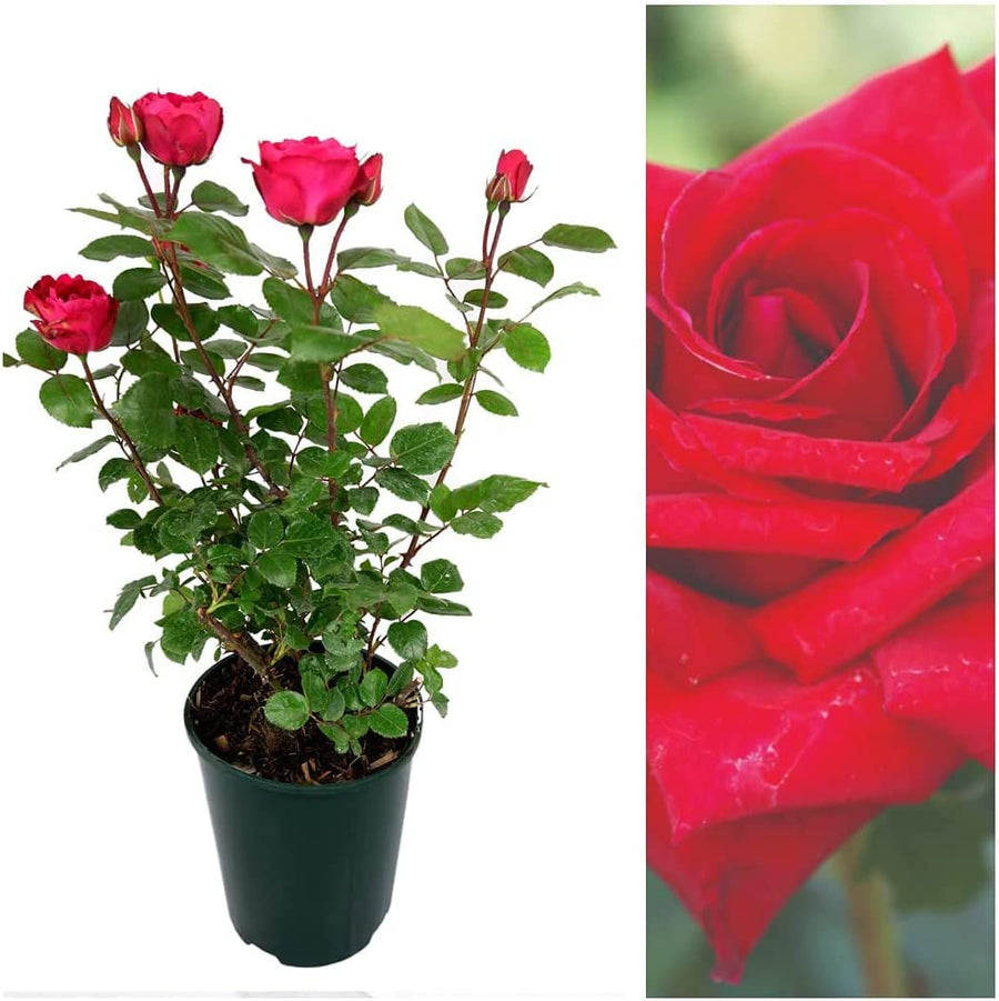 Red Rose Bush - Royal William 61x7uEUobfL._AC_SL1060_ 2