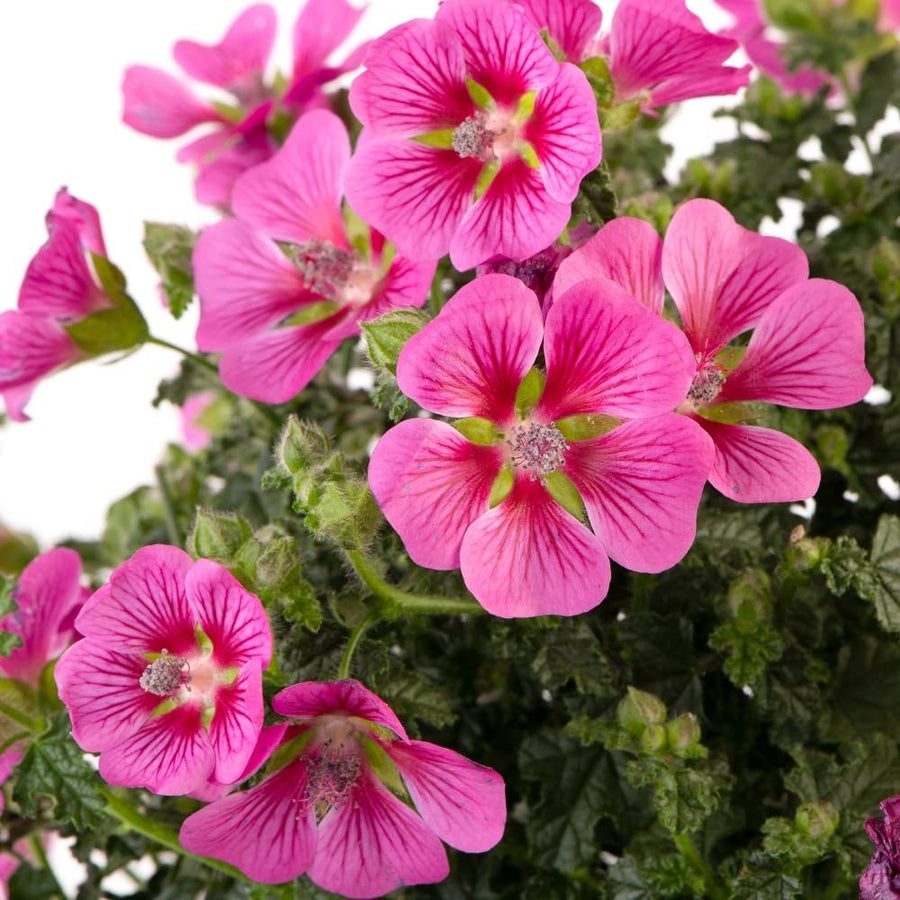 Anisodontea Elegans Princess Anisodontea Elegans Princess image2 2