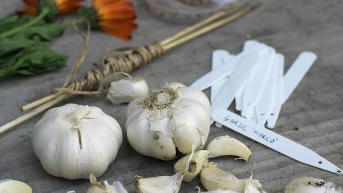 Garlic Planting Bulbs - Marco  3