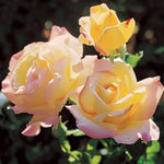 Peace Bare Root Rose  3