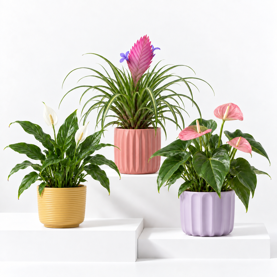 Indoor Flowering Plant Collection - Pink Flamingo Lily, Pink Quill Bromeliad & Peace Lily 'Alana'  1