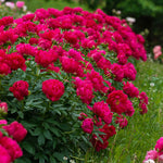 Paeonia Lactiflora Hybrid 'Chinese Peony'  5