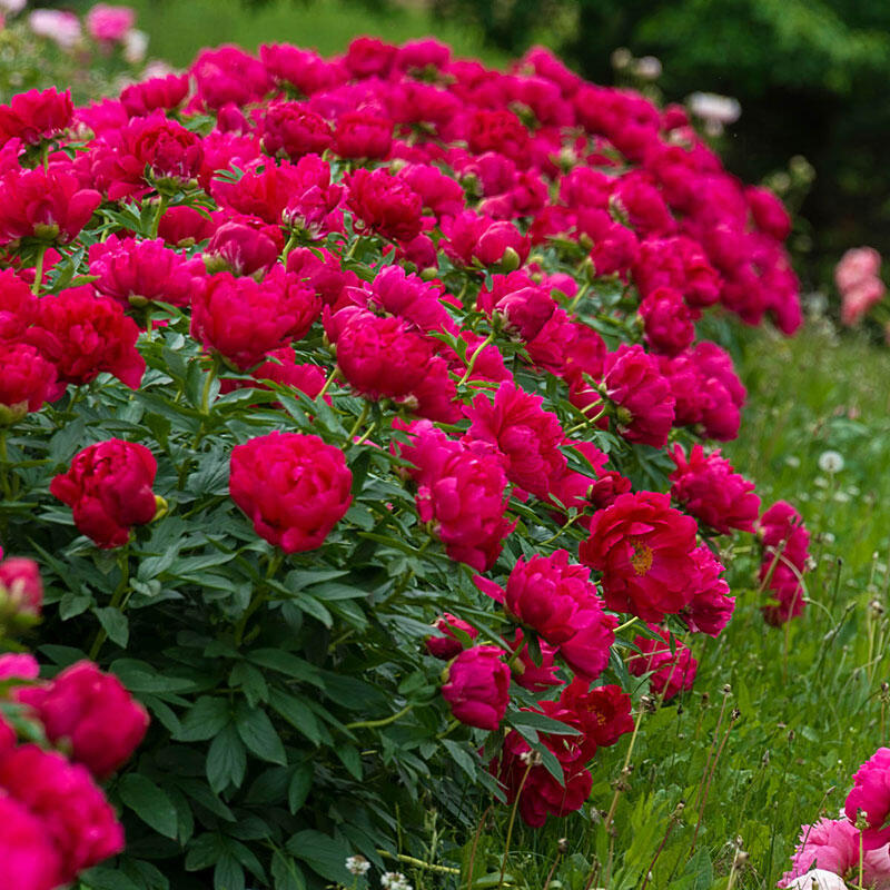 Paeonia Lactiflora Hybrid 'Chinese Peony'  5