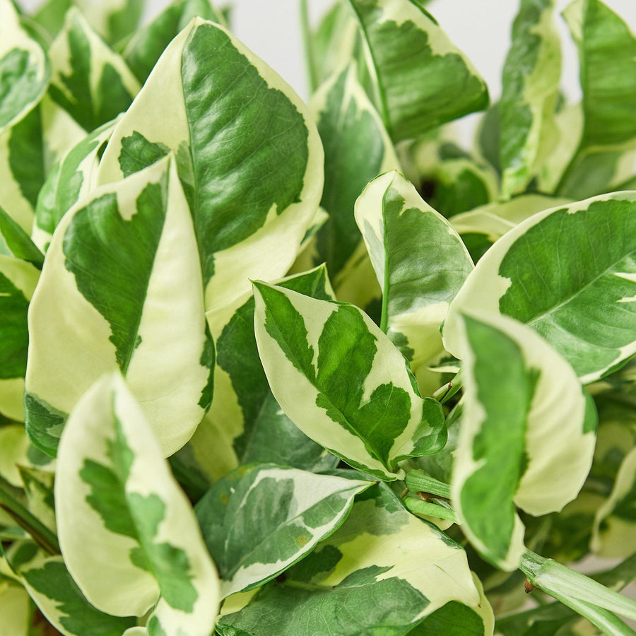 Small House Plant Mix 63e1d15f86f4c528b523a4e2e88f44a2 3