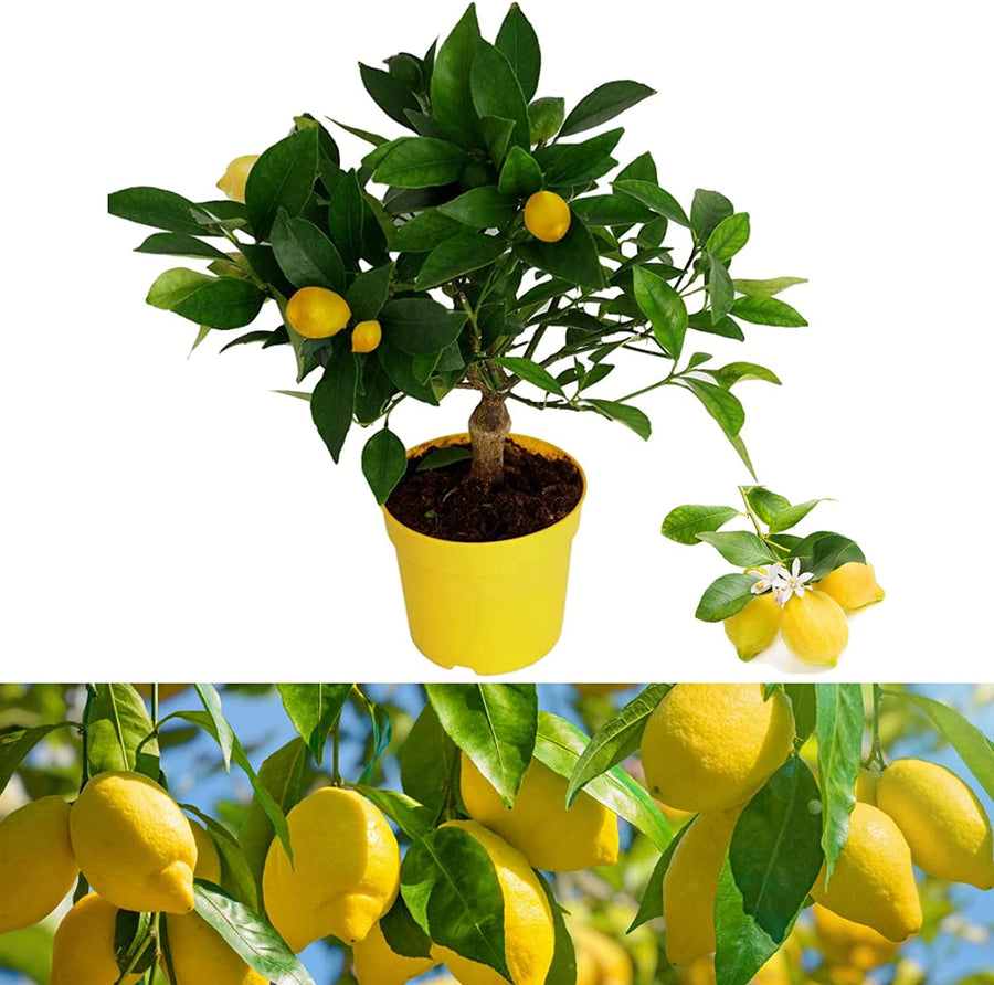 Mini Citrus Lemon Tree 65003ef3b14c05801076b65f.jpg 1
