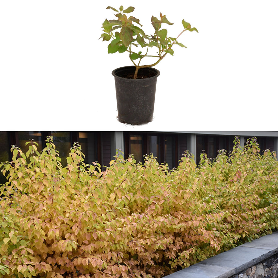 Cornus - 'Midwinter Fire' 65003f61b14c0583c876c7a2.jpg 2