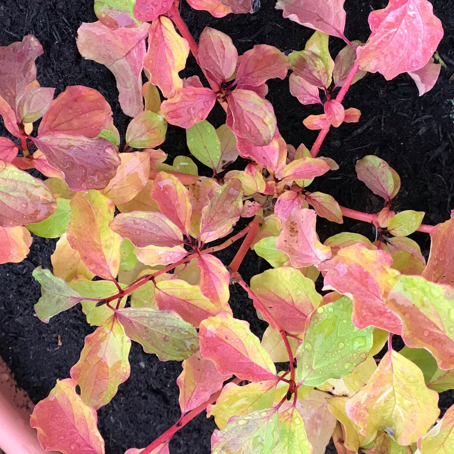 Cornus - 'Midwinter Fire' 65003f62b14c052c0876c7a6.jpg 1
