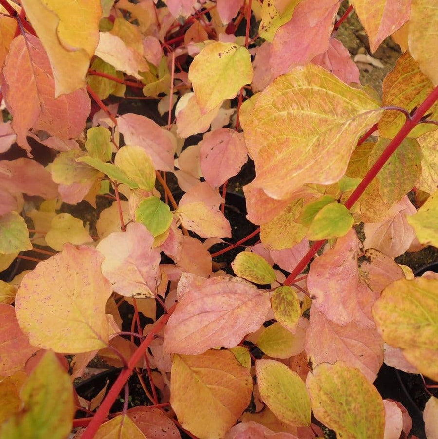 Cornus - 'Midwinter Fire' 65003f63b14c05713376c7b9.jpg 4