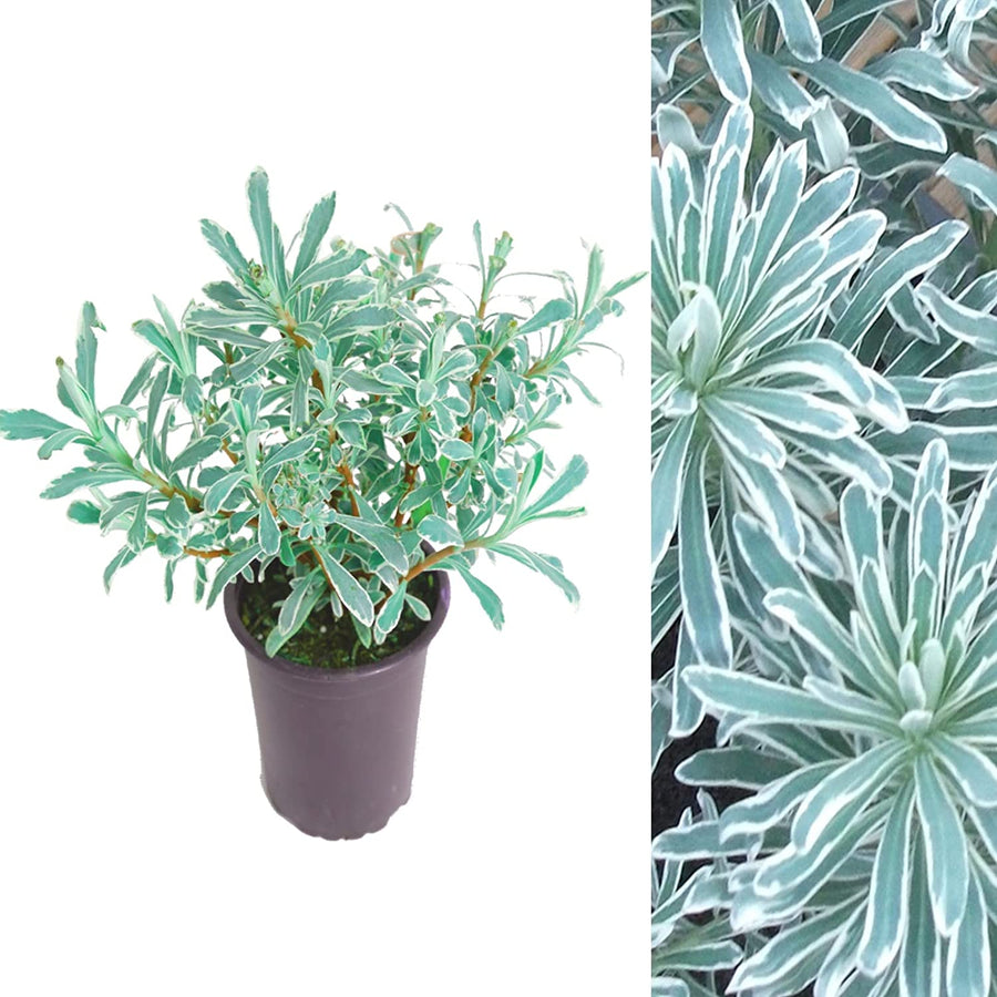 Euphorbia Glacier Blue Euphorbia Glacier Blue image1 2