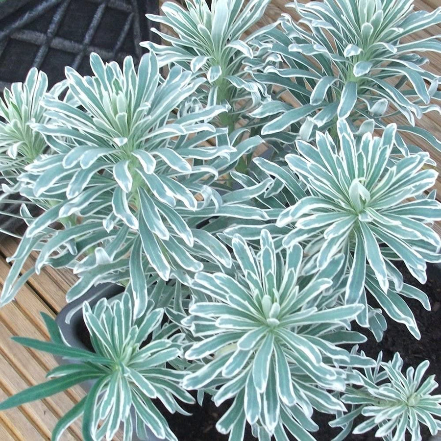 Euphorbia Glacier Blue Euphorbia Glacier Blue image2 3