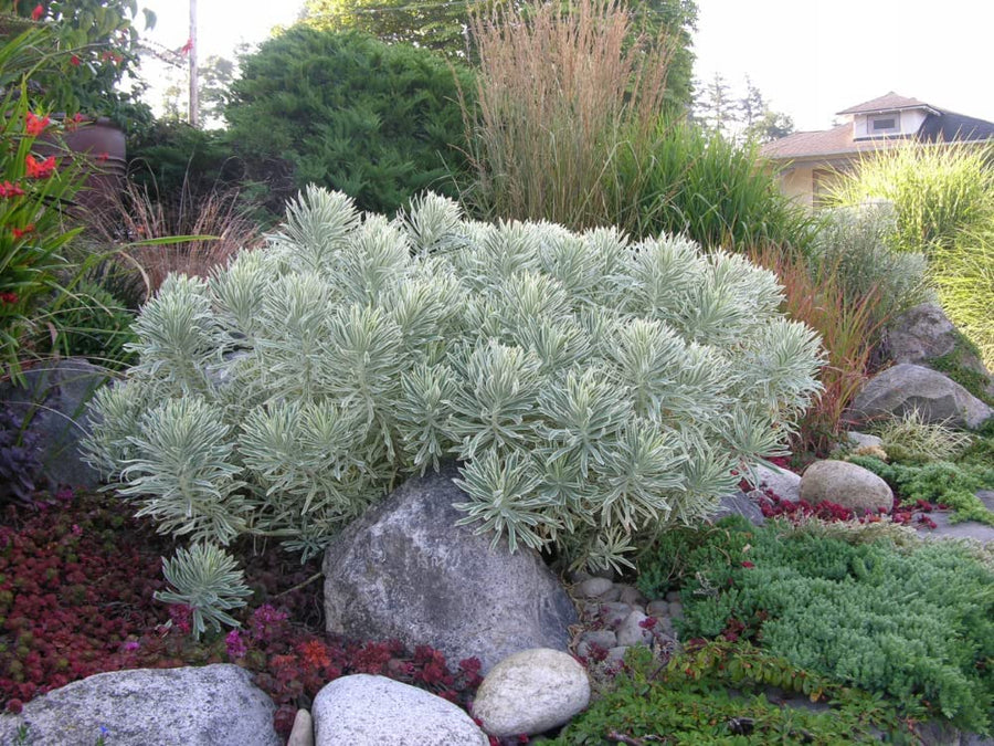 Euphorbia Glacier Blue Euphorbia Glacier Blue image4 4