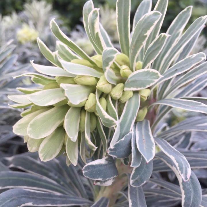 Euphorbia Glacier Blue Euphorbia Glacier Blue image3 1