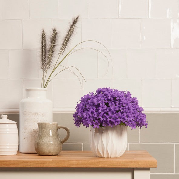 Campanula Porto (Bell-Flowers) 65003fd1b14c05224376d610.jpg 4