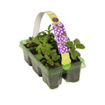 Verbena Lilac Bedding Plants  5
