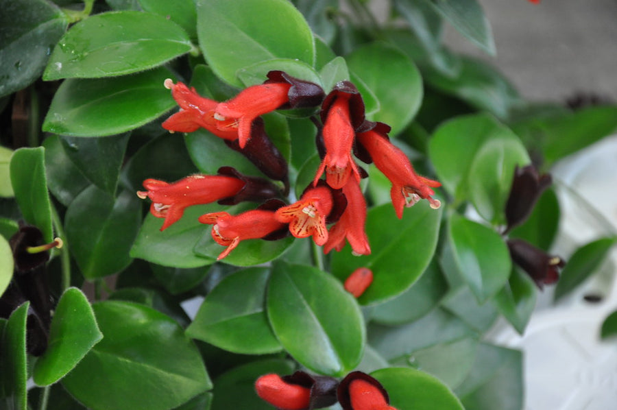 Aeschynanthus Mona Lisa Aeschynanthus 'Mona Lisa' 12cm image2 1