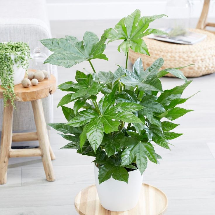 Fatsia Japonica 69e04daed1b99a7edd6d8b1422c9bff6 3