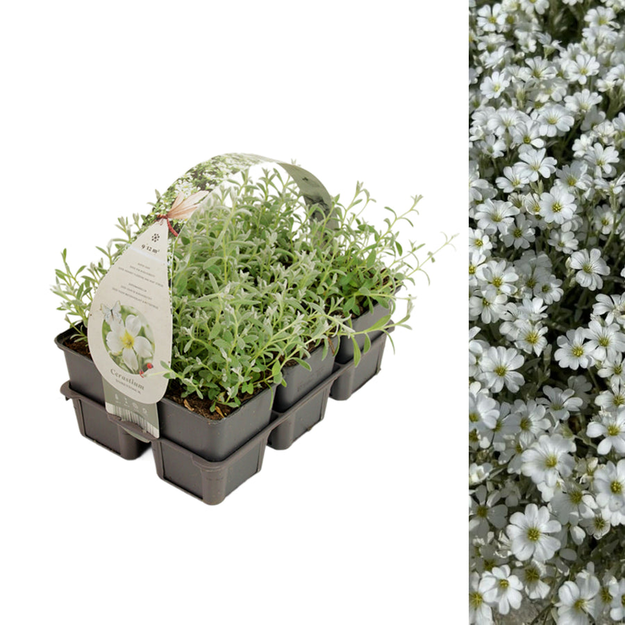Cerastium Tomentosum Snow in Summer Tray of six Snow in Summer (Cerastium tomentosum) plants with soft silvery foliage and a label showing white blooms; adjacent image displays white flowering groundcover. 4