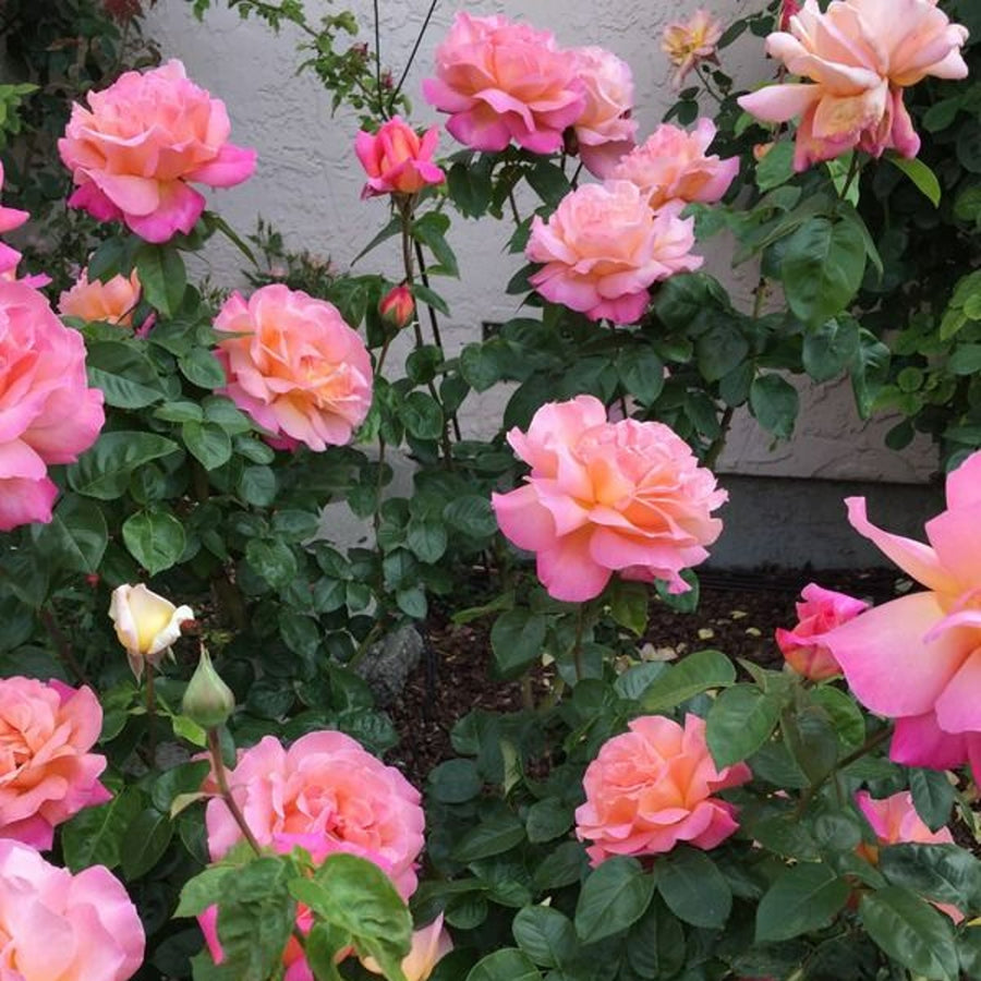 Rose Bush 'Chicago Peace' 6a3949f3fa9c47bf3541d51b7df2dd0b 4