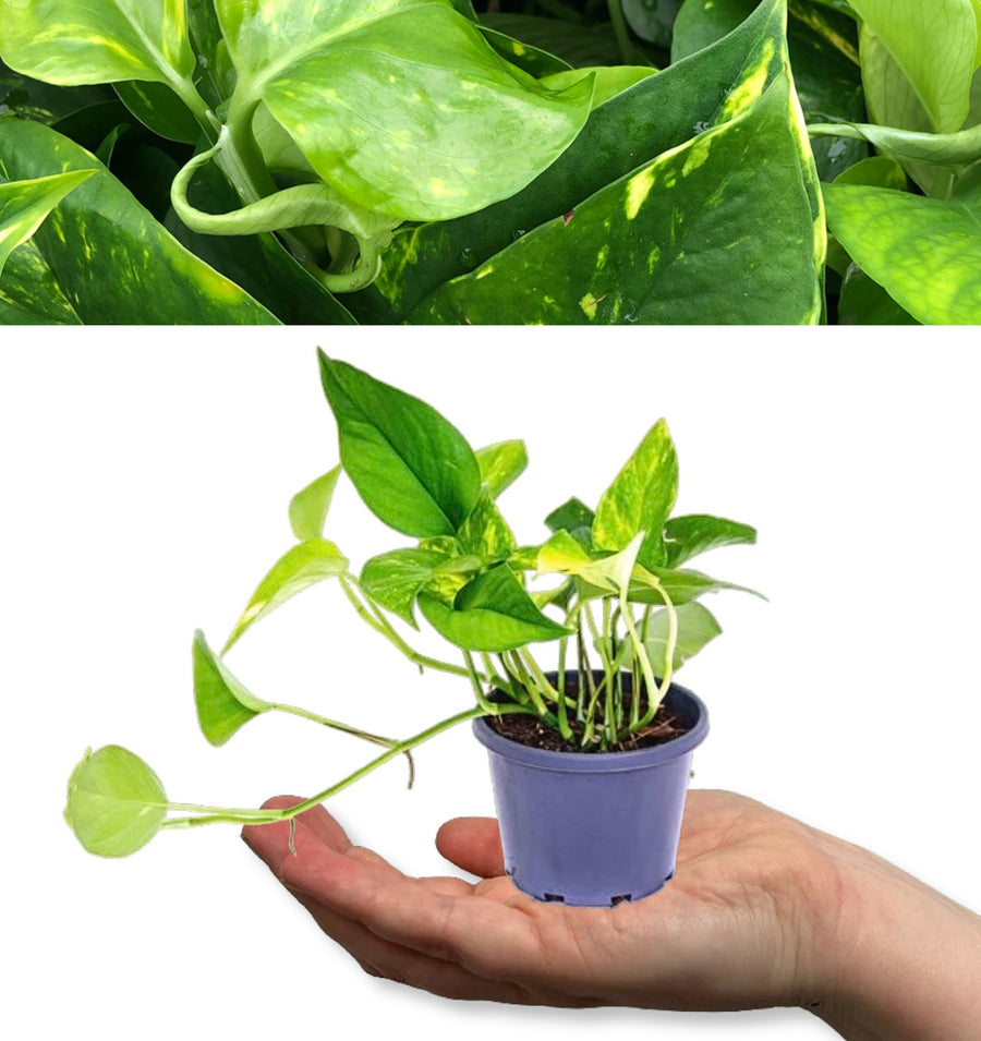 Scindapsus Aureum - Devil's Ivy in 6cm Pot 6cmdevilsivy 2