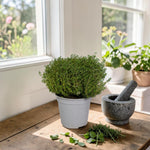 Thyme Plant  1