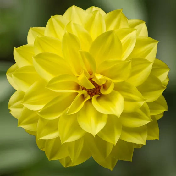 Dahlia Grandalia  1