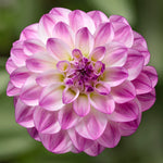 Dahlia Grandalia  5