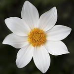 Dahlia Dahlegria  1