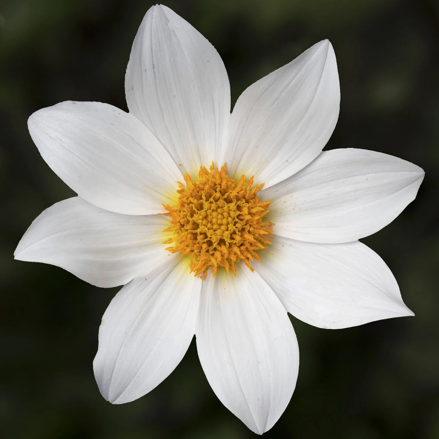 Dahlia Dahlegria  1