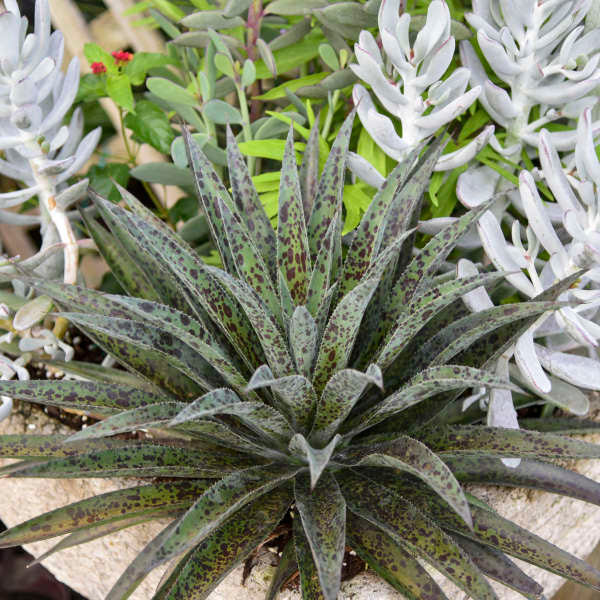 Mangave (Manfreda x Agave) - Rare Hybrid 701f44b656328d75bffbe68ab52ac714 6