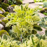 Sedum Takesimense Atlantis Plant  2