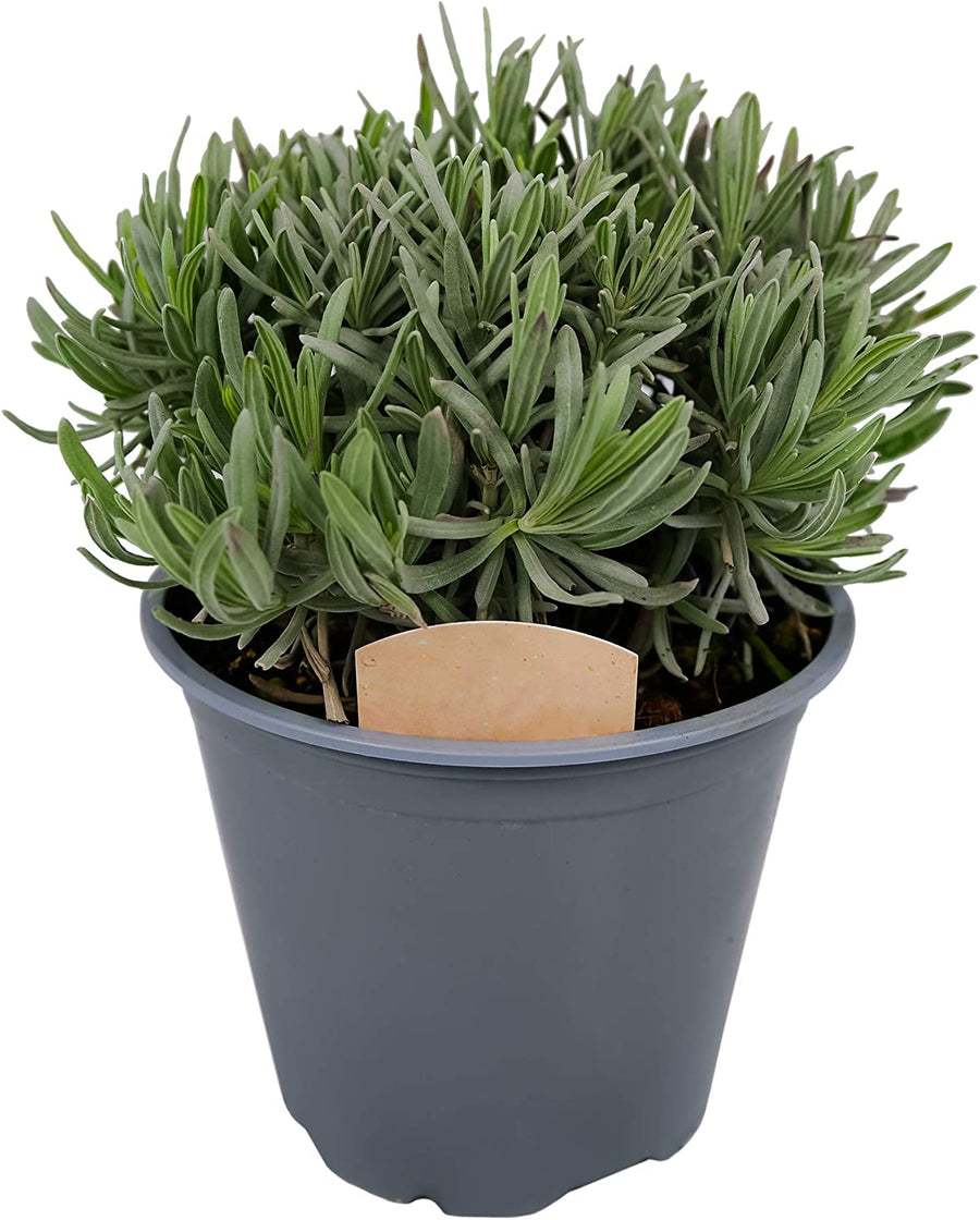 English Lavender Plant - Lavandula Angustifolia 71-A0qOfROL._AC_SL1500_ 1