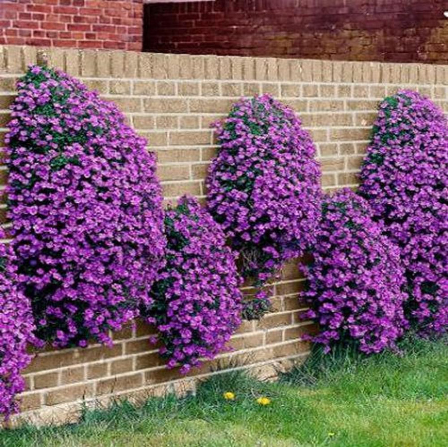 Aubrieta Audrey Pack Aubrieta Audrey Pack of 3 Plants image2 3
