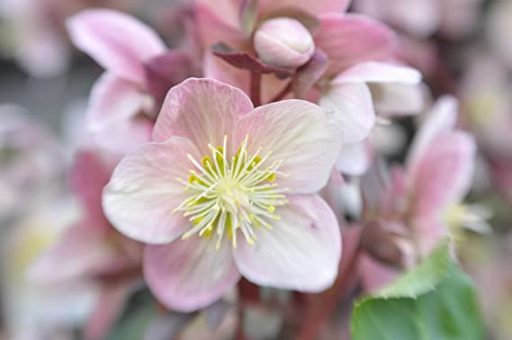 Helleborus Mix - Mixed Varieties 711EGXwV6tL._AC_SX569_ 1