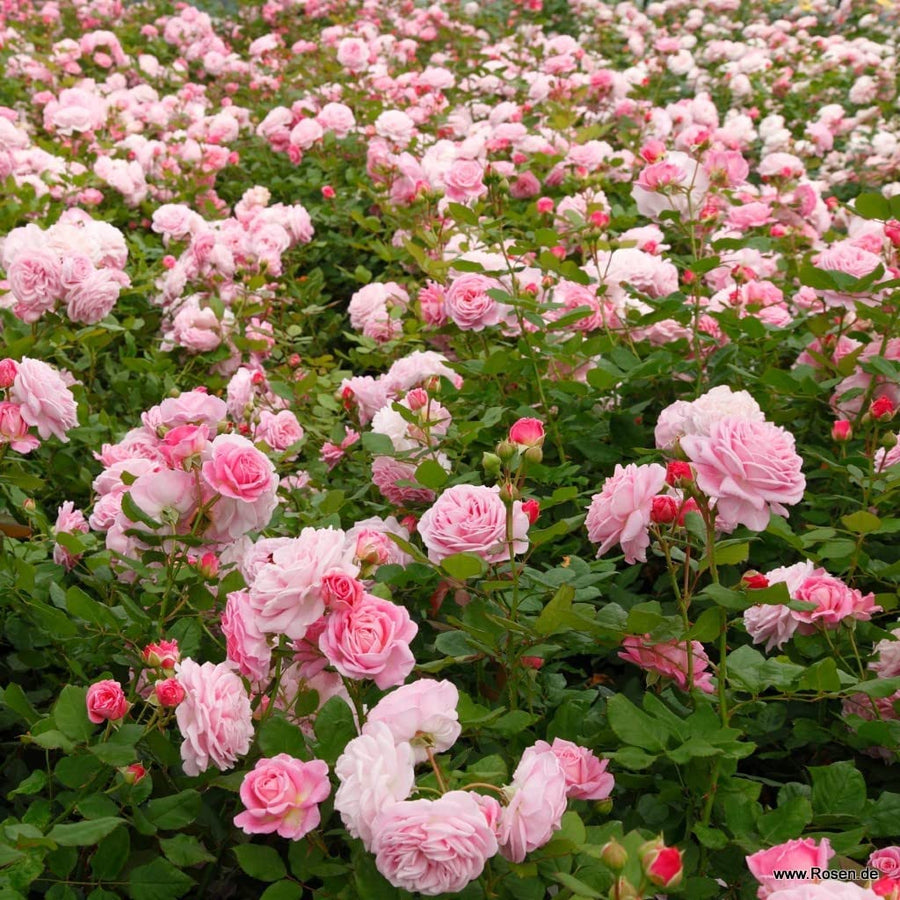 Pink Rose Bush - Countess Marie Henriette 711ooVbHFbL._AC_SL1024_ 4